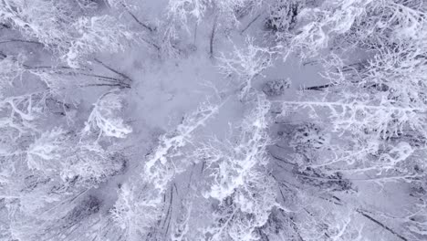 pushing-in-top-down-view-over-mystical-snow-covered-alder-trees-in-Switzerland