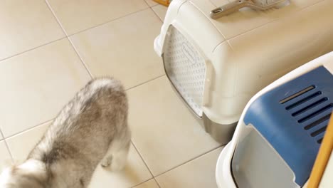 The-kitten-goes-to-the-cat-tray-with-a-lid,-the-cat's-indoor-toilet