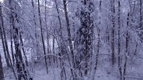 Levantándose-Con-Hermosas-Vistas-De-Alisos-Cubiertos-De-Nieve-En-Un-Bosque-Místico-En-Los-Alpes-Suizos