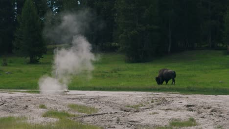 Large-bison-grazing-on-lush-green-grass-in-Yellowstone-national-park-behind-a-steaming-natural-hot-spring