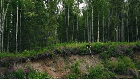 Wunderschöner-Weißkopfseeadler,-Der-Auf-Einem-Ast-Auf-Dem-üppigen-Grünen-Flussuferwald-Von-Alaska-Landet