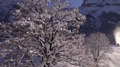 Levantando-El-árbol-De-Arce-Sicómoro-Nevado-En-La-Zona-De-Esquí-De-Bodmi-En-El-Paraíso-De-La-Montaña-En-Grindelwald-En-Los-Alpes-Suizos-En-Un-Soleado-Día-De-Invierno