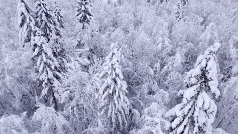 pushing-in-over-mystical-snow-covered-forest-with-alder-and-spruce-trees-in-Swiss-Alps