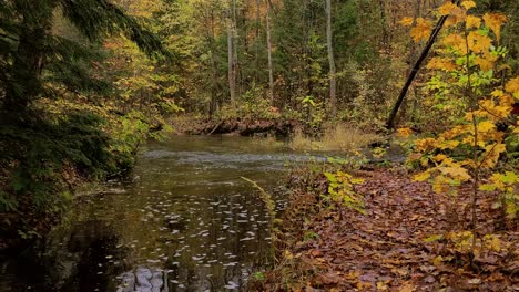 Gimbal-Shot-Of-Creek-Running-Through-A-Forest-In-Autumn-Colors---Dolly-Shot