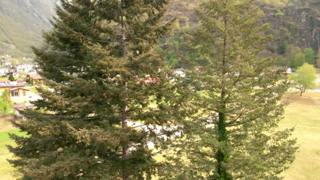 Pine-Trees-During-Autumn-In-The-Valley-Of-Canton-Ticino-Near-Bignasco-Village,-Switzerland
