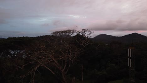 Aerial-landscape-view-of-the-oldest-tree-in-a-lush-forest,-at-dusk