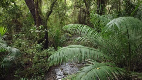 Blick-Auf-Wald-Mit-Tropischer-Vegetation-Und-Einem-Wasserlauf