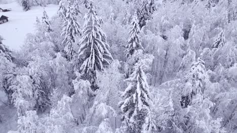 pushing-out-with-magical-views-of-snow-covered-alder-and-spruce-trees-in-a-forest-in-Swiss-Alps