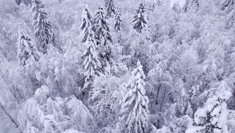 pushing-out-over-beautiful-snow-covered-trees-in-Swiss-Alps