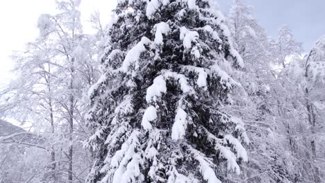 raising-up-a-snow-covered-spruce-tree-in-Swiss-Alps