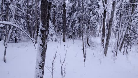 Empujando-Revelando-árboles-Cubiertos-De-Nieve-En-Los-Alpes-Suizos