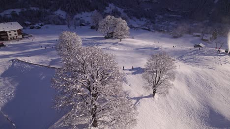 Anheben-Eines-Schneebedeckten-Bergahornbaums-Im-Skigebiet-Bodmi-Im-Bergparadies-Grindelwald-In-Den-Schweizer-Alpen-An-Einem-Sonnigen-Wintertag