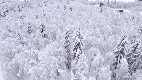 Empujando-De-Derecha-A-Izquierda-Sobre-árboles-Cubiertos-De-Nieve-En-Los-Alpes-Suizos