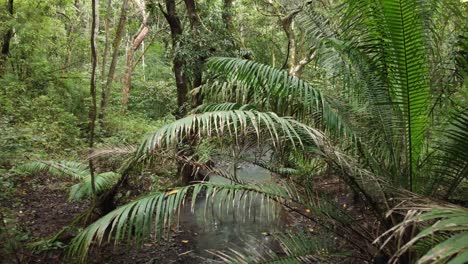 Kamera-Folgt-Und-Enthüllt-Wasserstrom-In-Einem-Dichten-Panama-Dschungel