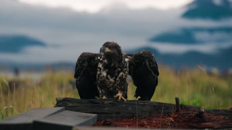 Baby-spotted-bald-eagle-taking-off-from-wooden-perch-flapping-wings-in-slow-motion
