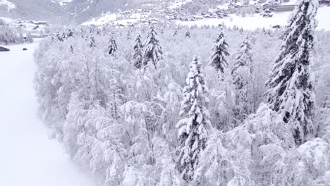 Vordringen-Entlang-Des-Schneebedeckten-Erlen--Und-Fichtenwaldes-In-Der-Schweiz