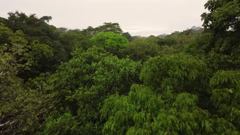 Drone-Volando-Justo-Encima-De-Los-árboles-En-Una-Jungla-Húmeda-Y-Verde-En-Un-Día-Nublado