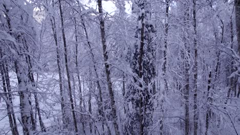 raising-down-with-unique-views-of-snow-covered-alder-trees-in-a-beautiful-forest-in-Swiss-Alps