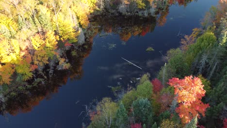 Aerial-orbit-descending-over-a-water-stream-with-vegetation-reflecting-on-with-autumn-wonderful-effect