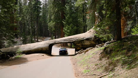 Tesla-Car-Driving-Through-Sequoia-Tunnel-Log-Of-Sequoia-National-Park-In-California,-USA