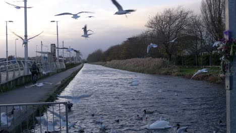 Seagulls-Flying-And-Swans-Swimming-On-The-Grand-Canal-Near-Inchicore-In-Dublin,-Ireland-At-Dusk