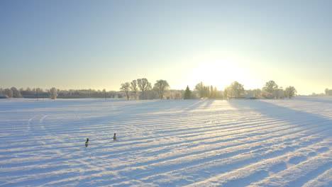 A-pair-of-deer-crossing-a-large-snowy-field