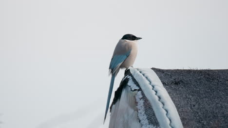 Zwei-Azurflügelige-Elstern-Thronten-Im-Winter-In-Südkorea-Auf-Der-Dachkante-Vor-Grauem-Himmel