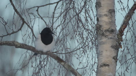 Eurasian-magpie-bird-sitting-on-tree-branch,-cold-winter-day,-close-up,-static