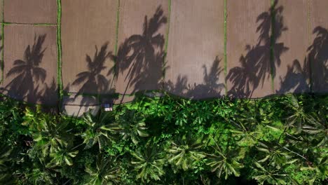 Hoch-Aufragende-Palmen-Mit-Schatten-Auf-Dem-Feld-Im-Sommer-In-Bali,-Indonesien