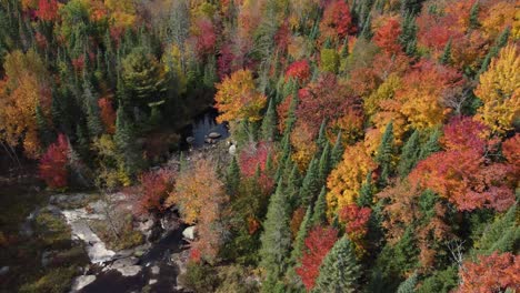 Drone-Flying-Over-Forest-In-Beautiful-Colors,-Nature-Background---Tilt-Shot