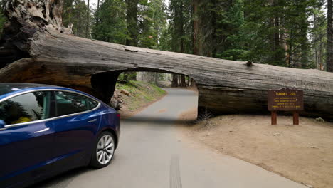 Blaues-Tesla-Auto,-Das-Durch-Einen-Massiven,-Umgestürzten-Mammutbaum-Fährt