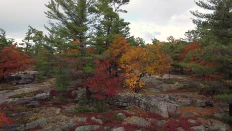 Aufsteigende-Luftaufnahme-Eines-Wunderschönen-Naturwaldes-Während-Eines-Farbenfrohen-Herbstes-Im-Sanften-Tageslicht