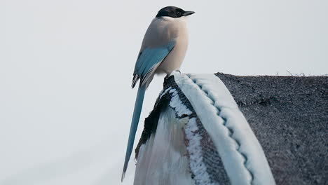 Lone-Azure-winged-Magpie-Sitting-On-The-Edge-Of-Roof-In-South-Korea
