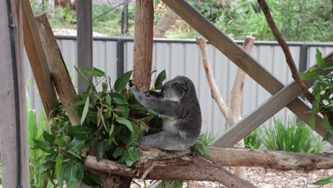 Koala-Hält-Sich-An-Seinem-Eukalyptusbaum-Fest