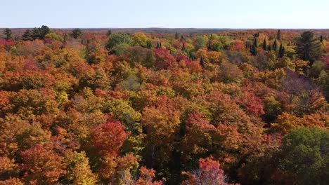 Goldener-Herbstwald-Mit-Bunten-Bäumen,-Luftdrohnenansicht