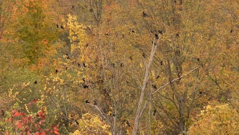 Statische-Ansicht-Von-Vögeln,-Die-Auf-Den-Kahlen-Ästen-Eines-Waldes-Mit-Herbstfarben-Sitzen