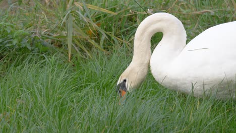 Portrait-Of-A-Mute-Swan-Eating-Green-Grass
