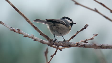 Coal-tit-Bird-Pecking-On-Leafless-Branches-Of-A-Tree
