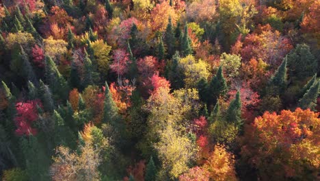 Top-down-view-of-an-autumn-forest,-drone-view-from-above-of-trees-in-the-fall-season