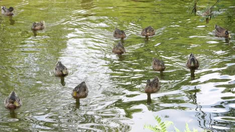 Eine-Gruppe-Von-Enten,-Die-In-Einem-Teich-Hin-Und-Her-Schwimmen-Und-Erwarten,-Nahrung-Von-Menschen-Zu-Bekommen