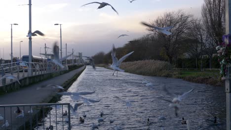 Flock-Of-Sea-Gull-Birds-Flying-Over-Grand-Canal-Near-Inchicore-Neighbourhood-In-Dublin,-Ireland
