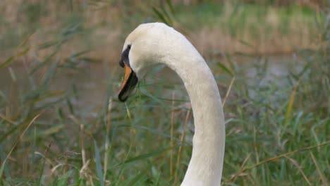 Close-Up-Of-An-Elegant-Mute-Swan-Bird-On-The-Riveshore-Feeding-Grass