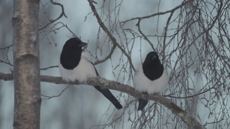 Two-Eurasian-magpies-perched-on-leafless-tree-in-winter