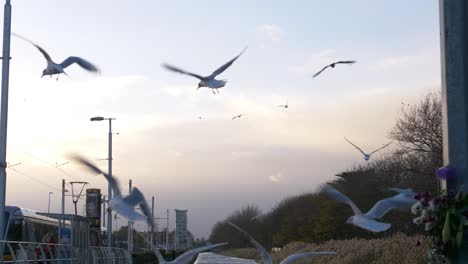 Sea-Gulls-Hovering-Over-Grand-Canal-Near-Inchicore-Neighborhood-During-Sunset-In-Dublin,-Ireland