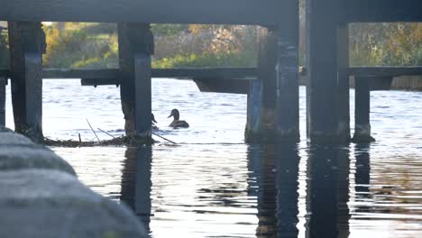 Mallard-Ducks-Swimming-In-Grand-Canal-In-Dublin,-Ireland