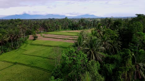 Tropical-Trees-Growing-Near-Agricultural-Land-In-Ubud,-Bali-Indonesia