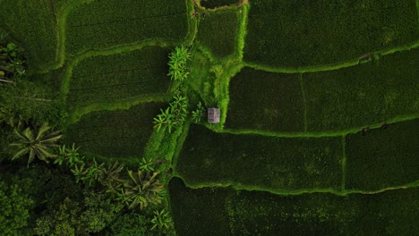 Blick-Von-Oben-Auf-Eine-Hütte-Inmitten-Grüner-Terrassenfelder-In-Bali,-Indonesien