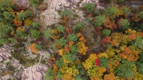 Birds-eye-aerial-view-trees-growing-on-mountain-and-rock-in-nature