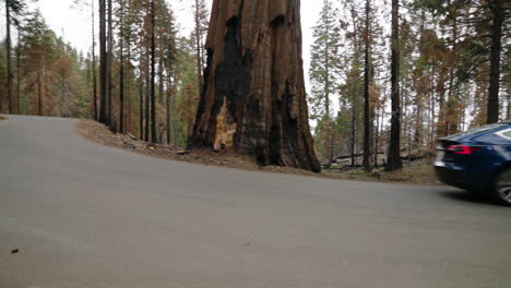 Coche-Tesla-Azul-Conduciendo-Por-La-Carretera-Asfaltada-A-Través-Del-Parque-Nacional-Sequoia-En-California,-Estados-Unidos