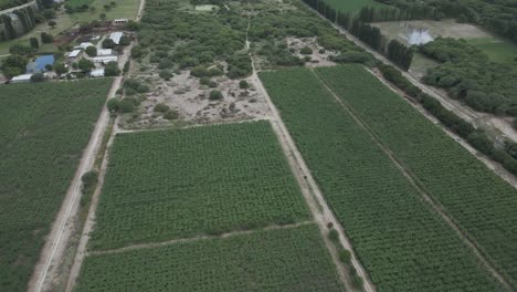 Argentinische-Weinberge-In-Cafayate-Salta,-Luftdrohne-über-Ländlichem-Gebiet-Der-Traubenproduktion-Und-Malerischer-Andenkordilleren